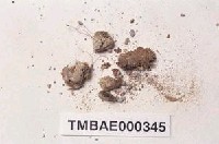 藏品(澤苔屬)的圖片